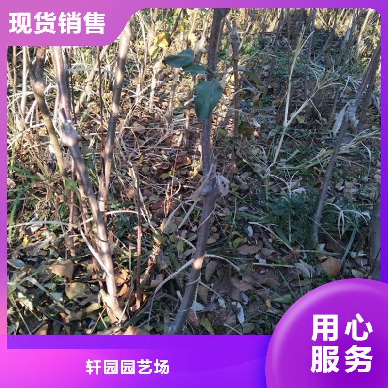 苹果,苹果苗严格把控质量