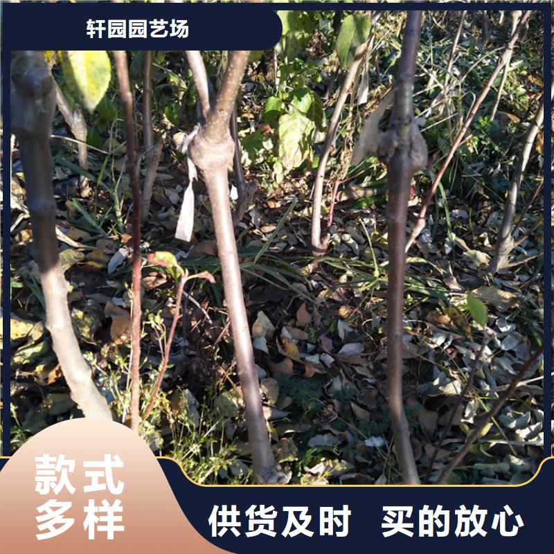 苹果,苹果苗严格把控质量