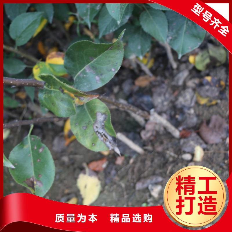 苹果蓝莓苗诚信商家服务热情