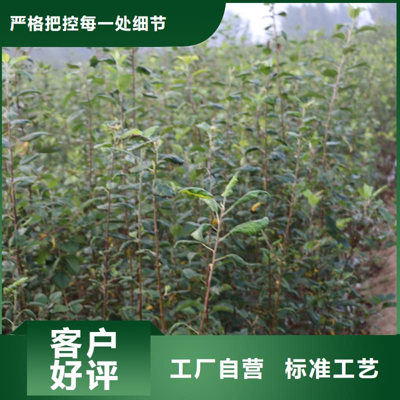 苹果苗视频-四方|即墨|菏泽|威海|东营|德州|泰安轩园苹果苗_ 轩园园艺场(青岛市分公司)