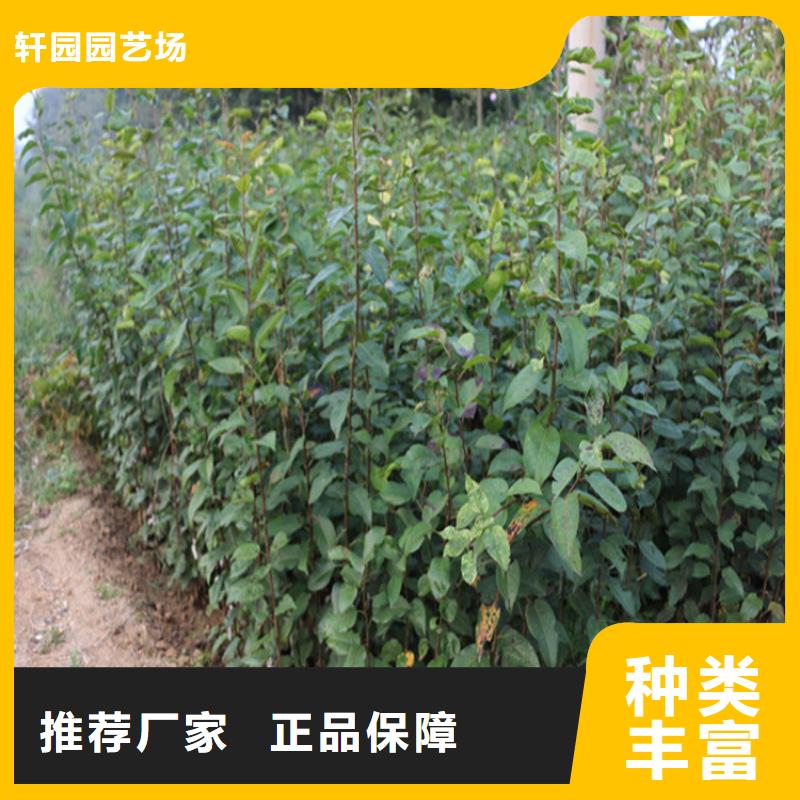 苹果,苹果苗严格把控质量