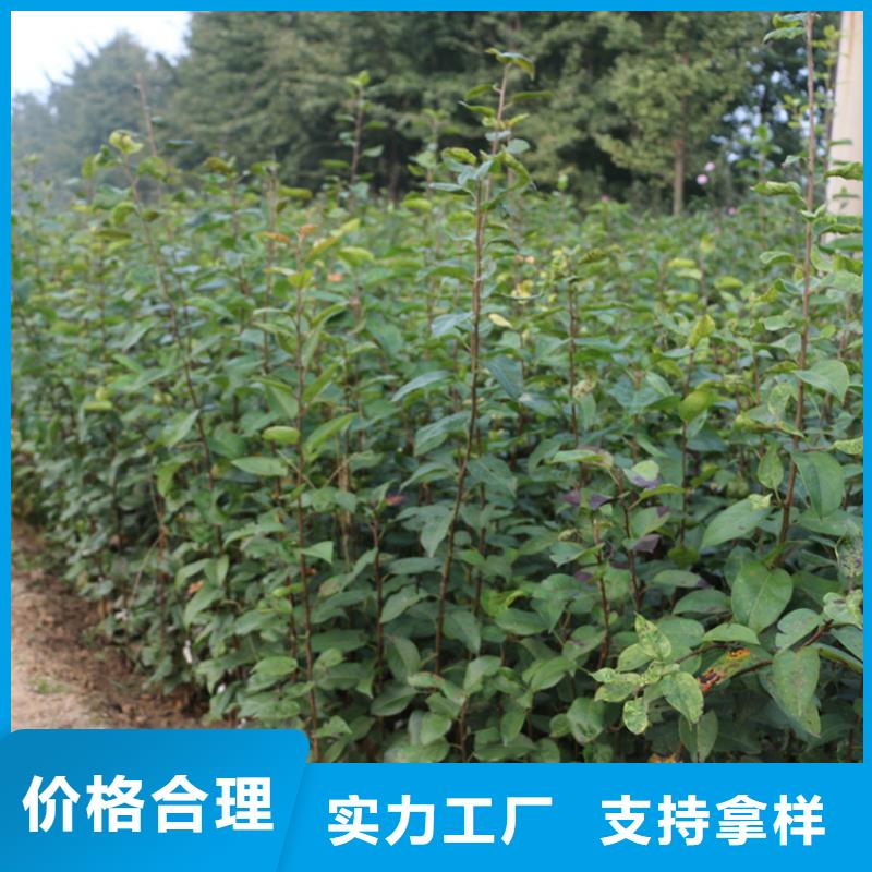 苹果-苹果苗精品优选