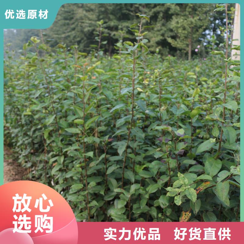 苹果板栗苗库存丰富