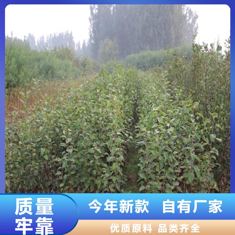 苹果苗视频-四方|即墨|菏泽|威海|东营|德州|泰安轩园苹果苗_ 轩园园艺场(青岛市分公司)