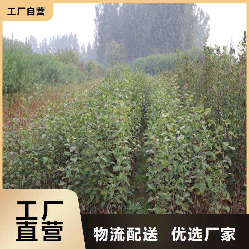 苹果-苹果苗精品优选