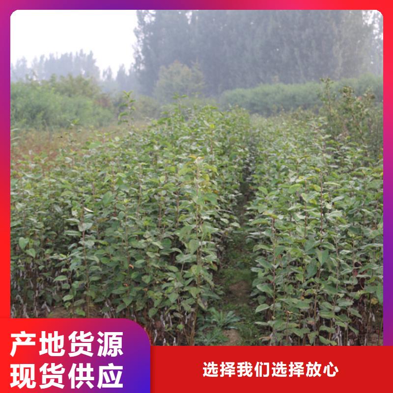 苹果板栗苗库存丰富