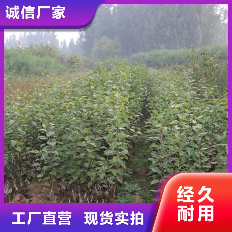 苹果苗视频-苹果苗|山西省忻州市|岢岚|定襄|运城|晋中|朔州|大同|吕梁|临汾|长治