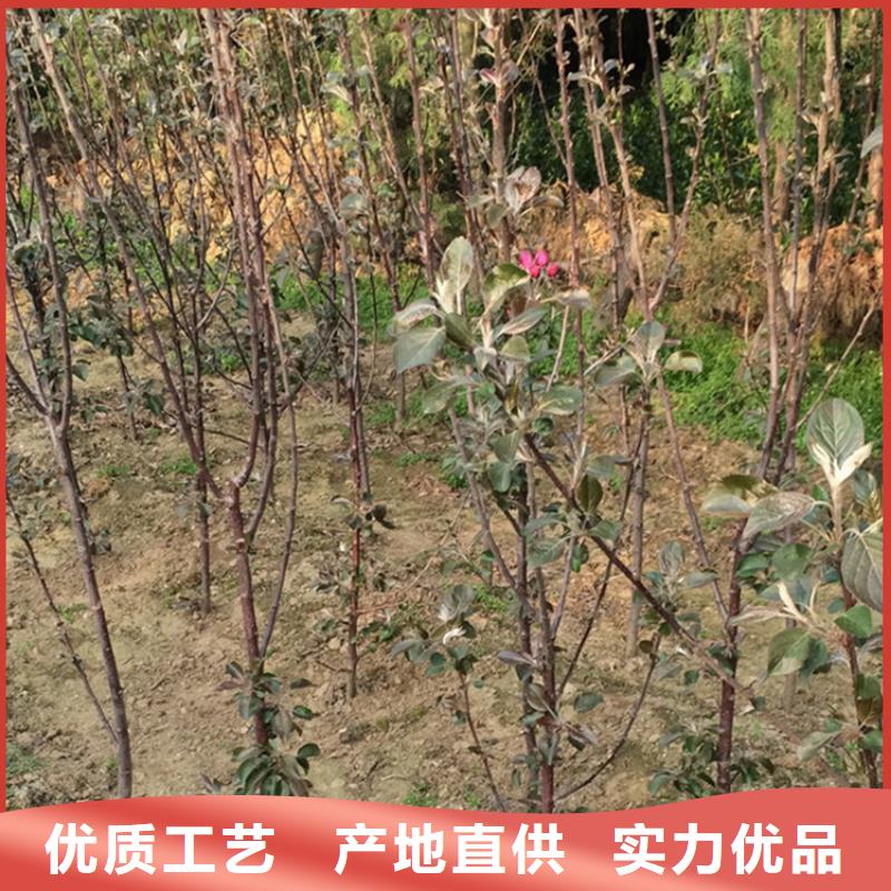 苹果苗视频-苹果苗|山西省忻州市|岢岚|定襄|运城|晋中|朔州|大同|吕梁|临汾|长治