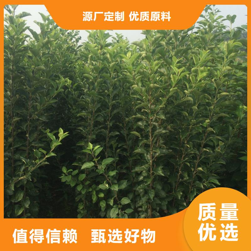 苹果苗视频-山西省太原市轩园苹果苗可服务区域迎泽|尖草坪|阳泉|长治|忻州|吕梁|晋中|朔州|临汾等