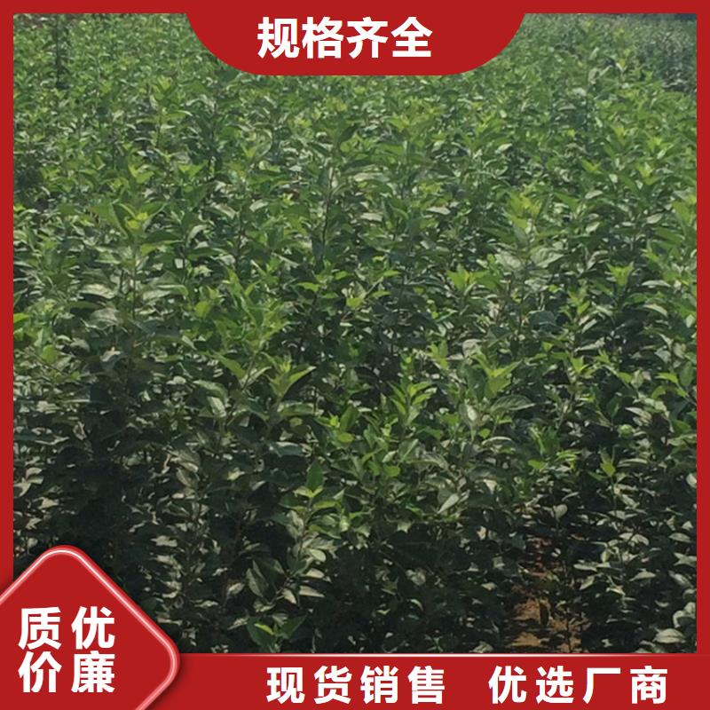 苹果蓝莓苗诚信商家服务热情