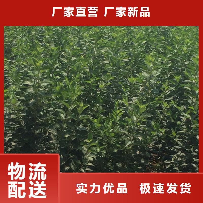 苹果-苹果苗精品优选