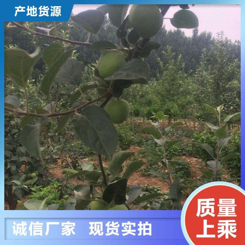 苹果苗视频-苹果苗|山西省忻州市|岢岚|定襄|运城|晋中|朔州|大同|吕梁|临汾|长治