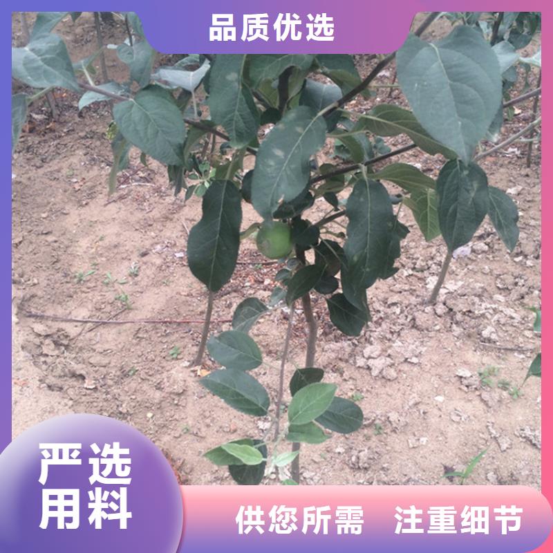 苹果苗视频-四方|即墨|菏泽|威海|东营|德州|泰安轩园苹果苗_ 轩园园艺场(青岛市分公司)