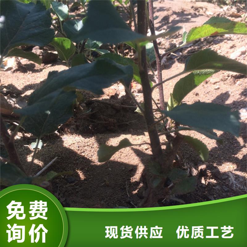 苹果-苹果苗精品优选