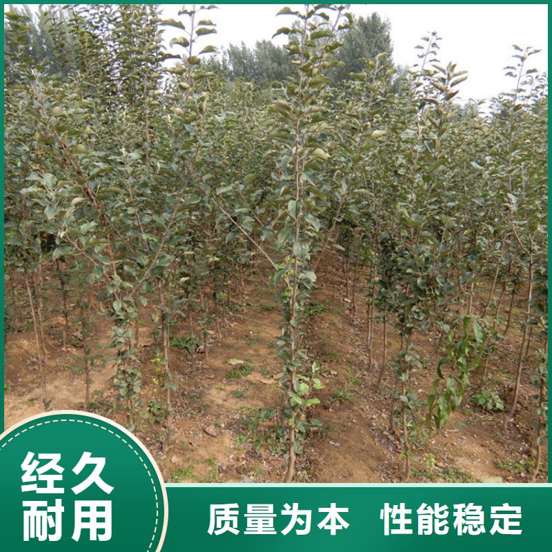 苹果苗视频-四方|即墨|菏泽|威海|东营|德州|泰安轩园苹果苗_ 轩园园艺场(青岛市分公司)