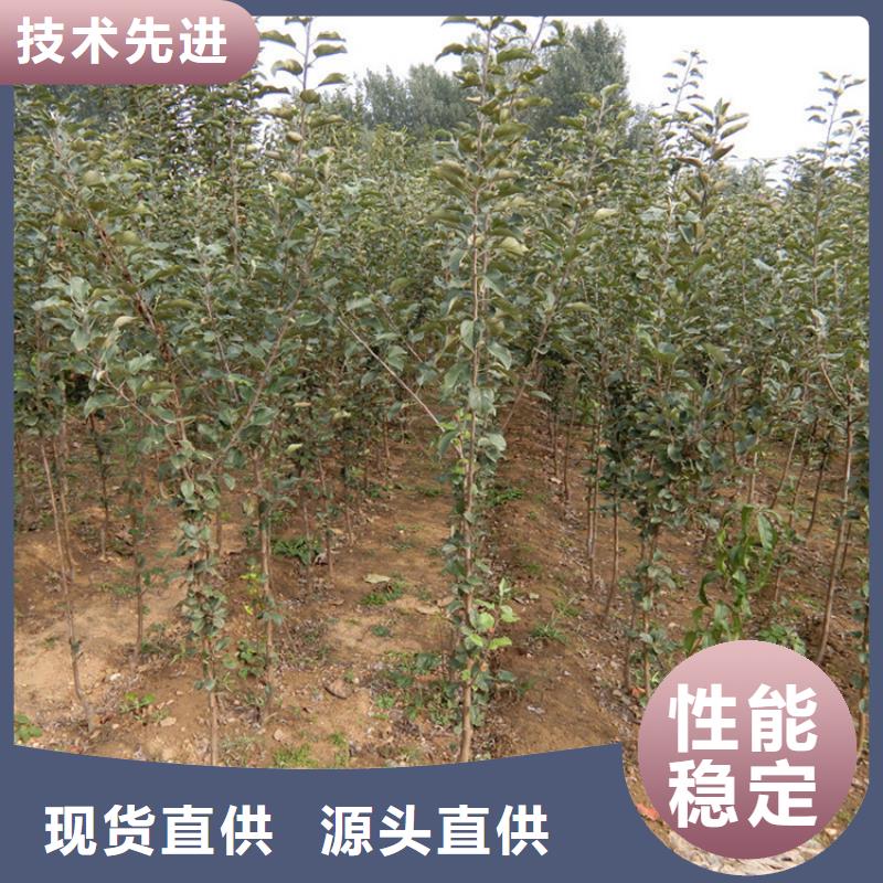 苹果-苹果苗精品优选