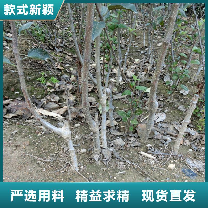 苹果-苹果苗精品优选