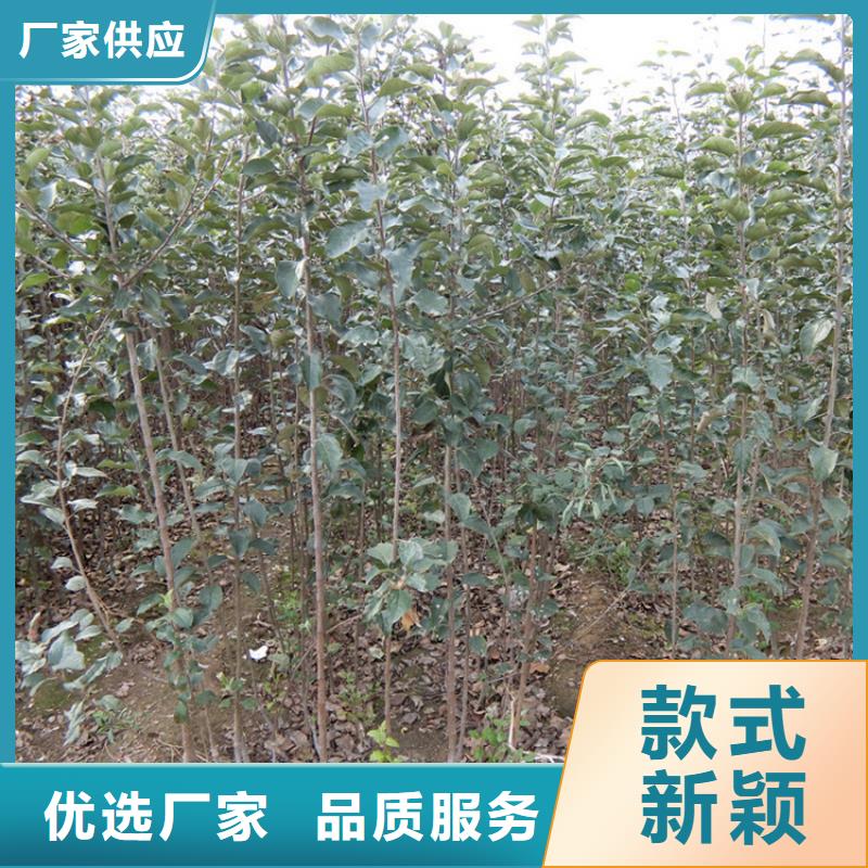 苹果蓝莓苗诚信商家服务热情