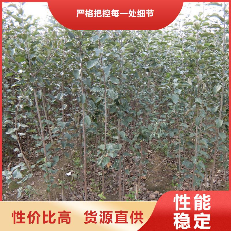苹果-苹果苗精品优选