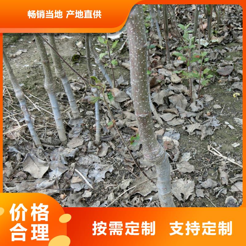 苹果苗视频-苹果苗|山西省忻州市|岢岚|定襄|运城|晋中|朔州|大同|吕梁|临汾|长治