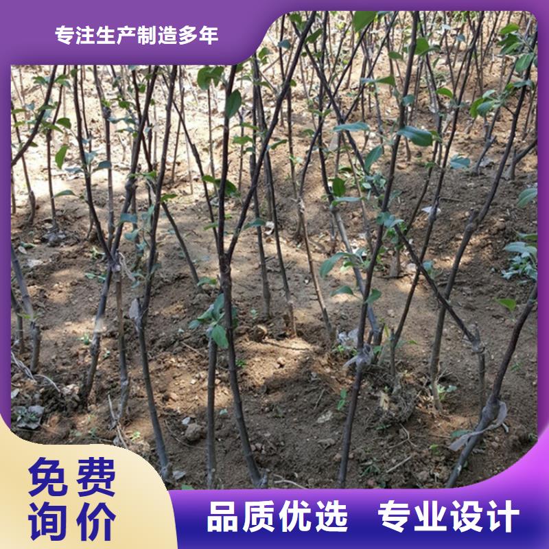 苹果,苹果苗严格把控质量