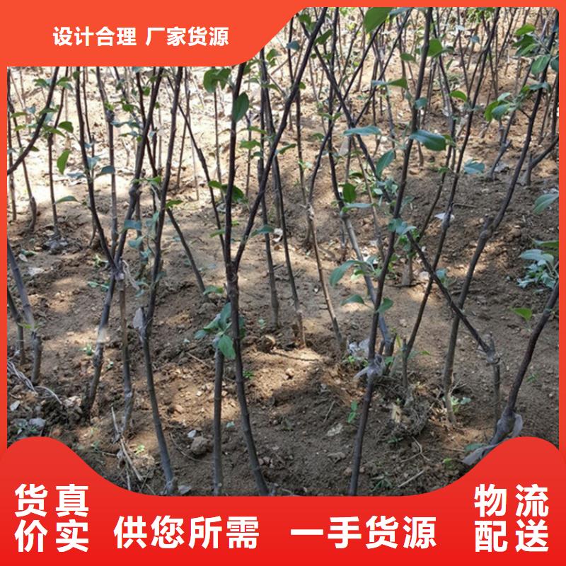 苹果-苹果苗精品优选