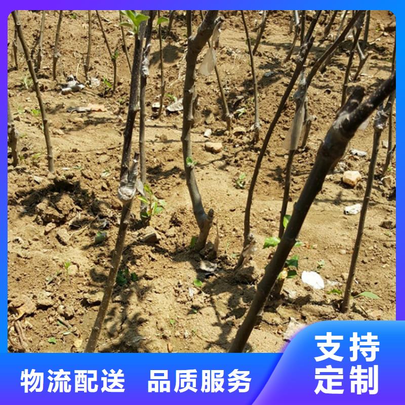 苹果-苹果苗精品优选