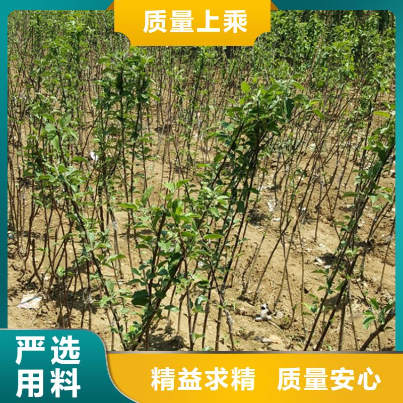 苹果-苹果苗精品优选