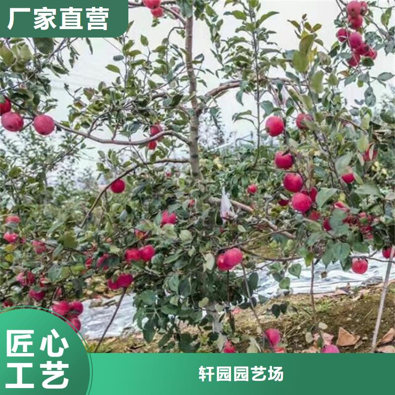 苹果,苹果苗严格把控质量
