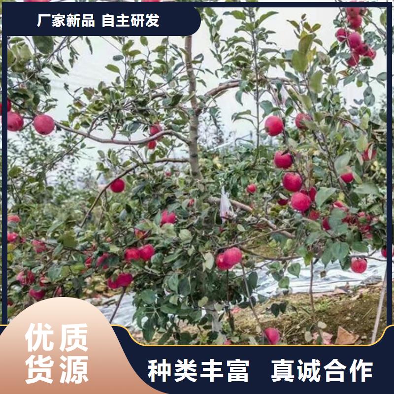 苹果蓝莓苗诚信商家服务热情