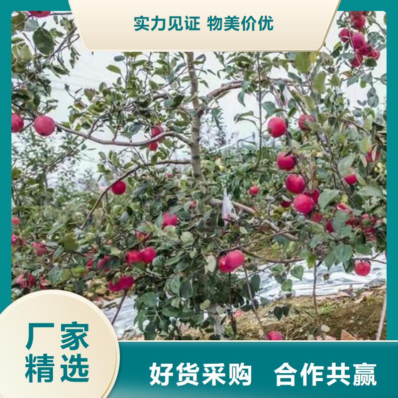苹果-苹果苗精品优选