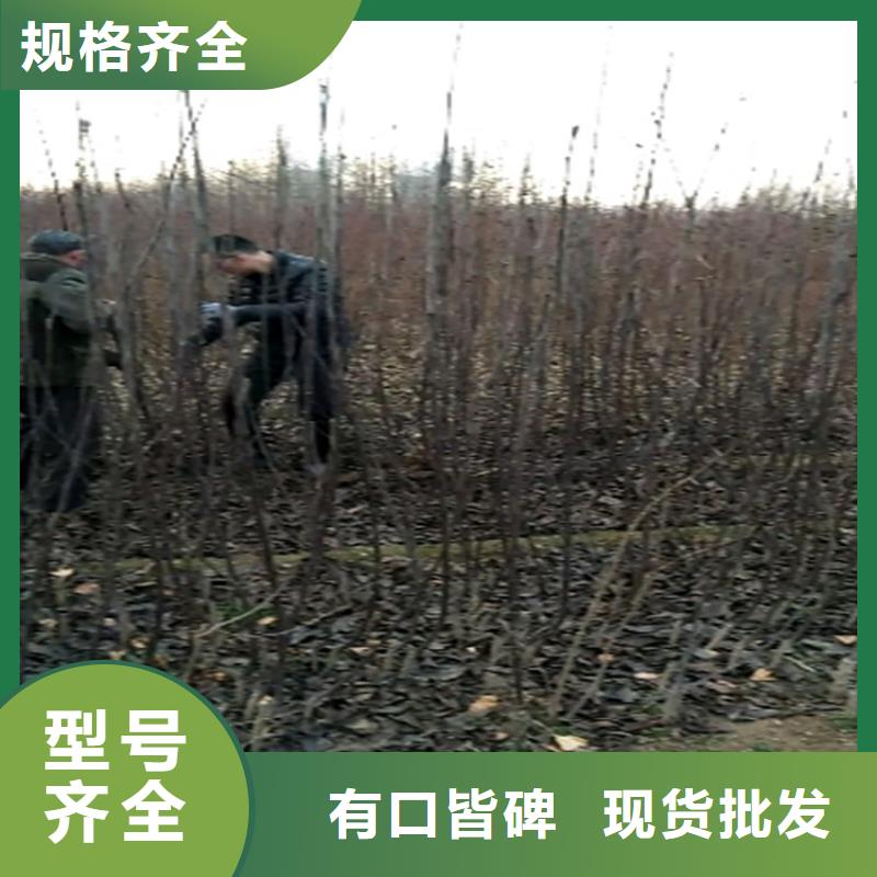 梨树-樱桃苗产品参数