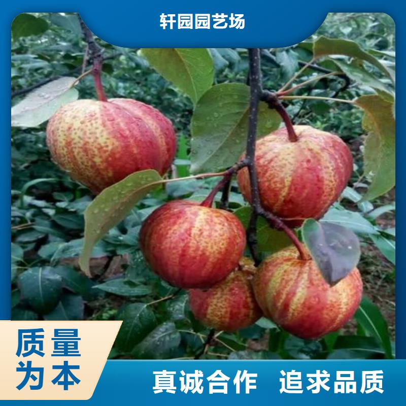 梨树-樱桃苗长期供应
