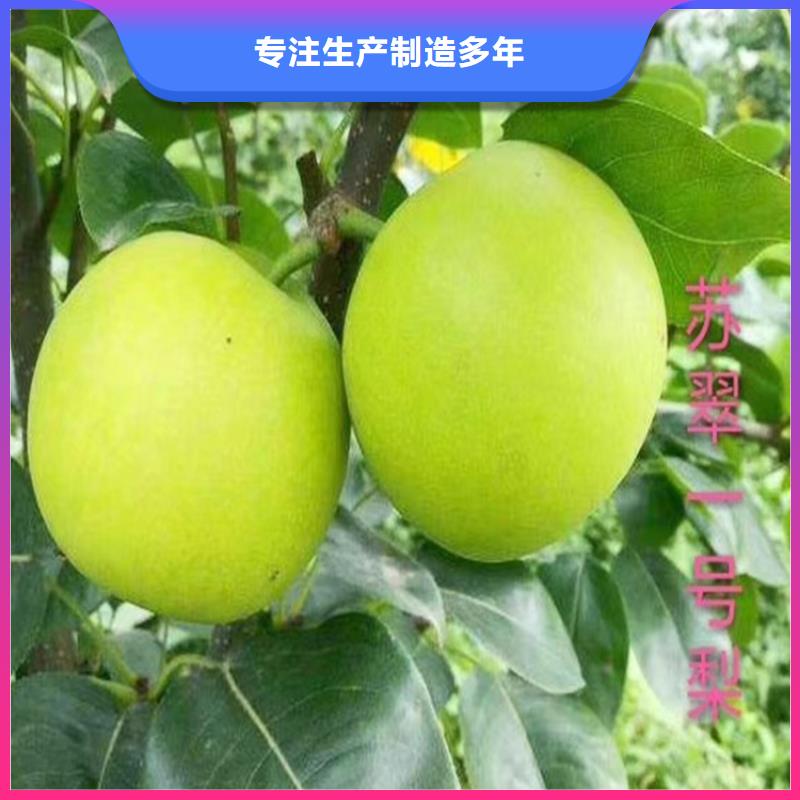 苹果苗视频-黑龙江省|大兴安岭|大庆|绥化|佳木斯|齐齐哈尔|哈尔滨苹果苗-轩园