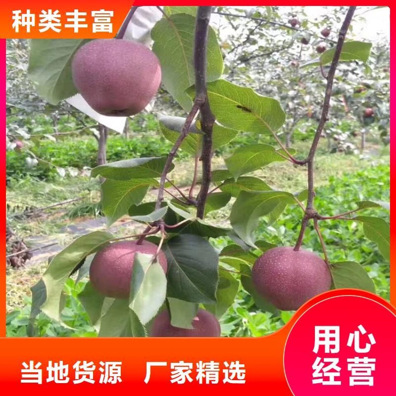 苹果苗视频-苹果苗|河南省濮阳市|清丰|华龙|新乡|鹤壁|三门峡|开封|焦作|安阳|周口