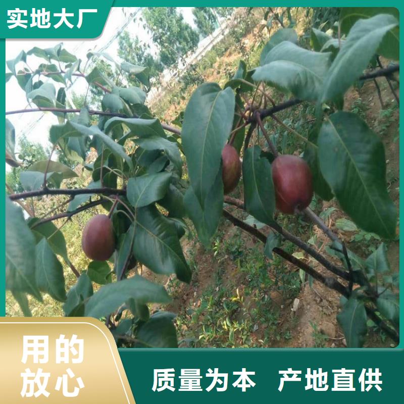 梨树_3公分石榴苗品质之选