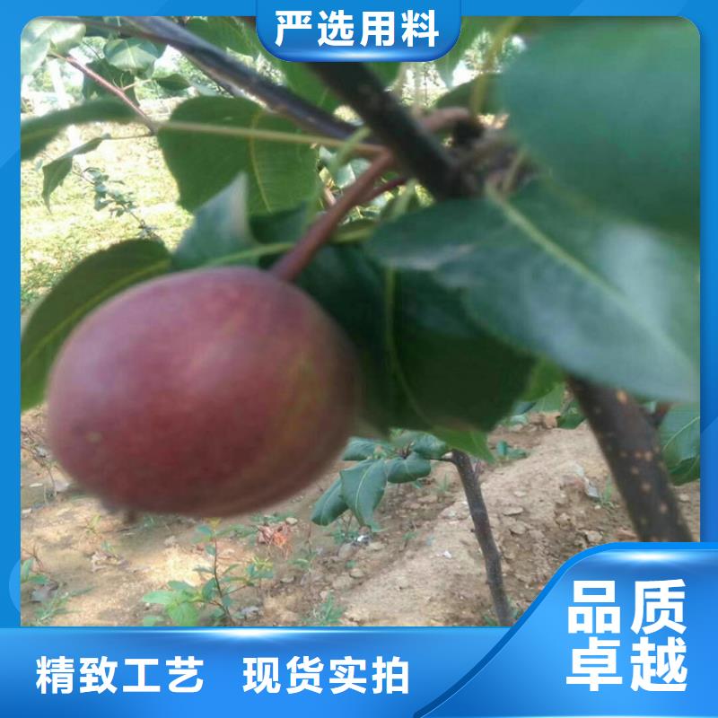 苹果苗视频-苹果苗|河南省濮阳市|清丰|华龙|新乡|鹤壁|三门峡|开封|焦作|安阳|周口