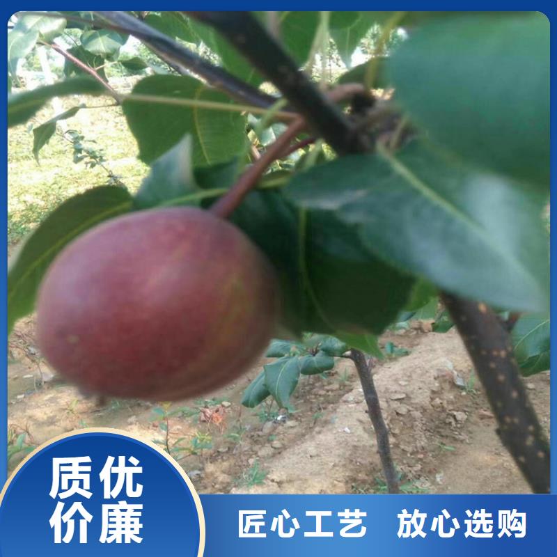 苹果苗视频-新田|东安|湘西|张家界|衡阳|湘潭|娄底|邵阳|郴州苹果苗一手货源源头厂家-轩园园艺场(永州市分公司)