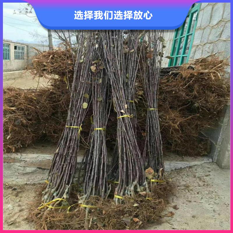 梨树-樱桃苗长期供应