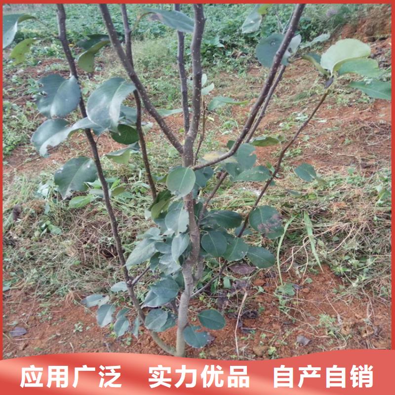 梨树樱桃苗适用范围广