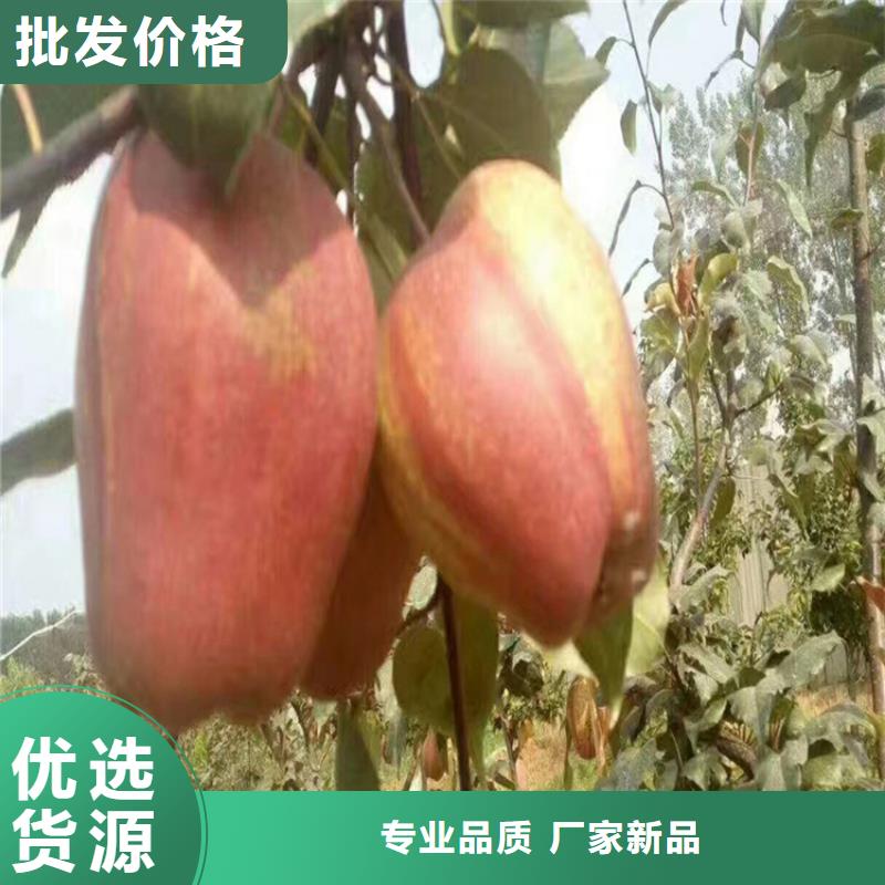 梨树樱桃苗适用范围广