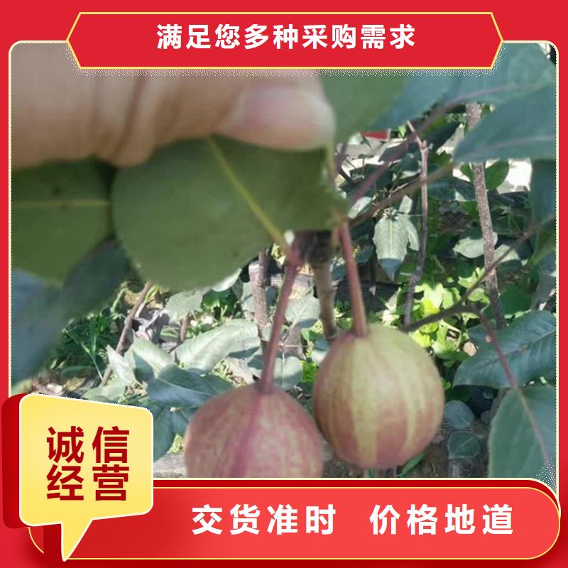 梨树_3公分石榴苗品质之选