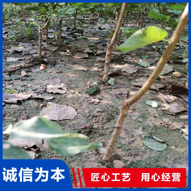 梨树苹果苗严选用料