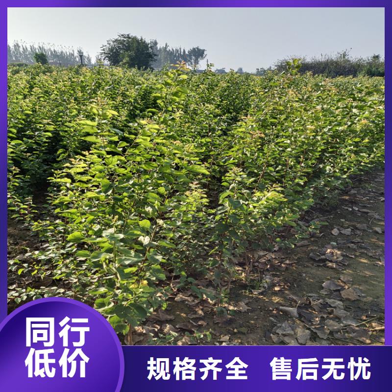 苹果苗视频-黑龙江省|大兴安岭|大庆|绥化|佳木斯|齐齐哈尔|哈尔滨苹果苗-轩园