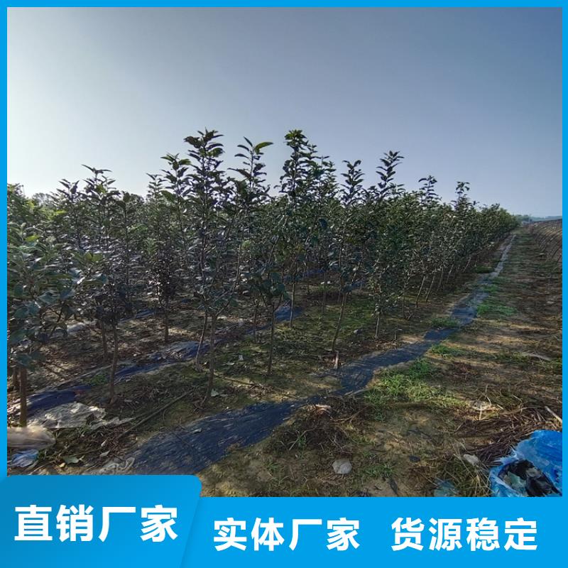 苹果苗视频-苹果苗|河南省濮阳市|清丰|华龙|新乡|鹤壁|三门峡|开封|焦作|安阳|周口