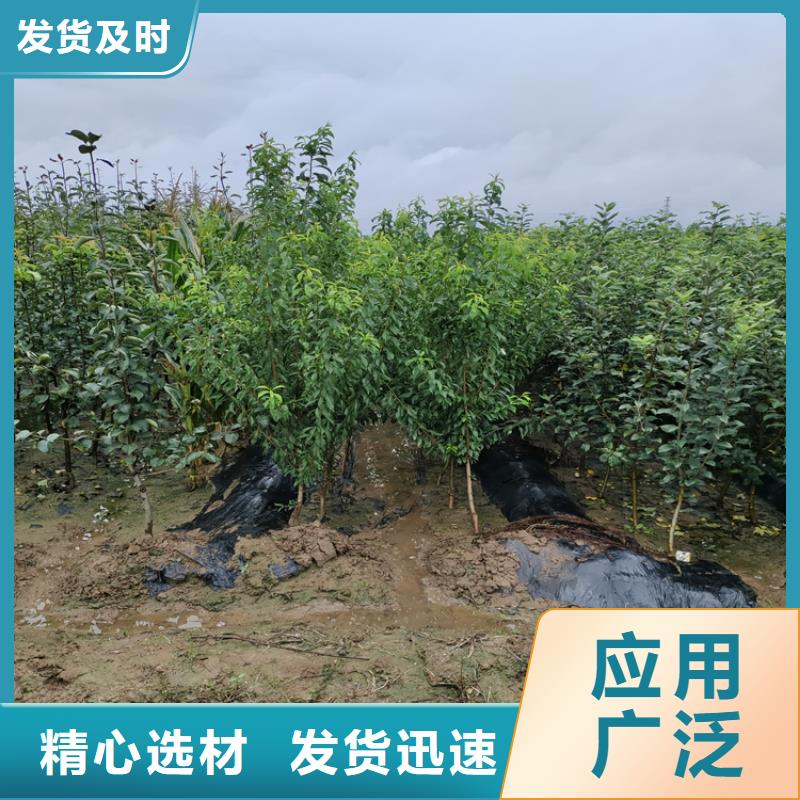 苹果苗视频-苹果苗|河南省濮阳市|清丰|华龙|新乡|鹤壁|三门峡|开封|焦作|安阳|周口