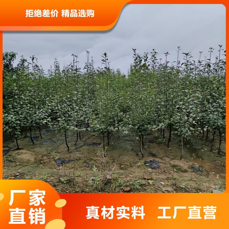 苹果苗视频-新田|东安|湘西|张家界|衡阳|湘潭|娄底|邵阳|郴州苹果苗一手货源源头厂家-轩园园艺场(永州市分公司)