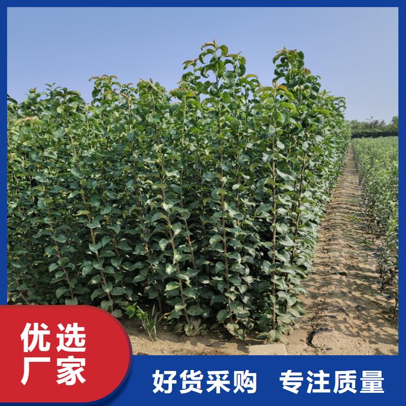 苹果苗视频-黑龙江省|大兴安岭|大庆|绥化|佳木斯|齐齐哈尔|哈尔滨苹果苗-轩园