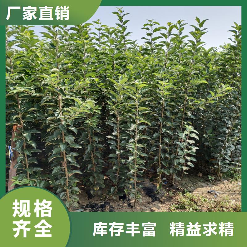苹果苗视频-新田|东安|湘西|张家界|衡阳|湘潭|娄底|邵阳|郴州苹果苗一手货源源头厂家-轩园园艺场(永州市分公司)