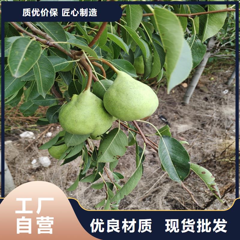 梨树樱桃苗适用范围广